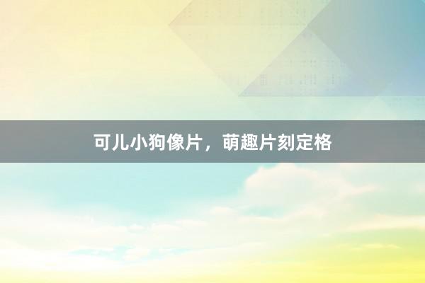 可儿小狗像片，萌趣片刻定格