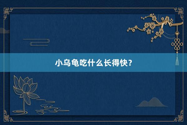 小乌龟吃什么长得快？
